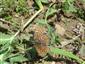 Hnedáčik mriežkovaný (Melitaea cinxia).