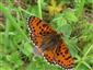 Hnedáčik pyštekový (Melitaea didyma).