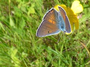 Ohniváčik modrolesklý (Lycaena alciphron).