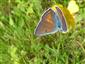 Ohniváčik modrolesklý (Lycaena alciphron).