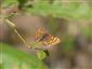 Hájovník prvosienkový (Haemaris lucina)