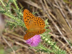 Perlovec striebristopásový (Argynnis paphia)
