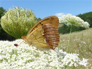 Perlovec východný (Argyronome laodice) - samička.