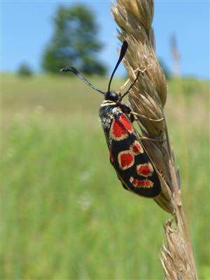 Vretienočka ranostajová (Zygaena carniolica)
