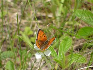 Samička ohniváčika veľkého (Lycaena dispar).