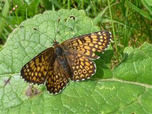 Hnedáčik mriežkovaný (Melitaea cinxia).