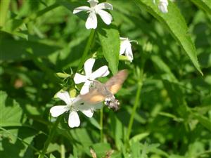 Lišaj marinkový (Macroglossum stellatarum).