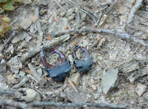 Lucanus cervus