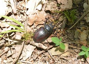 Lucanus cervus