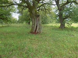 Otvorená dutina v päte kmeňa duba s peletmi trusu lariev.