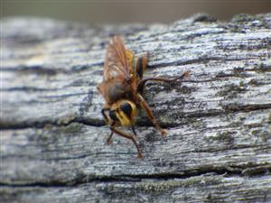 Muchárka zlatá (Laphria aurea) (foto Kizek) - na lokalite bolo pozorované jedno imágo (18.6.2017, Ivan Richter) a v roku 2019 boli nájdené výletové otvory na mŕtvom dreve padnutého dubového kmeňa. 