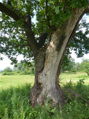 Aktuálny strom s prítomnosťou lariev fuzáča veľkého.