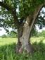 Aktuálny strom s prítomnosťou lariev fuzáča veľkého.