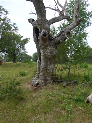 Neaktuálny a teda úplne odumretý strom, ktorý poskytol larvám fuzáča veľkého niekoľko generačnú obživu.