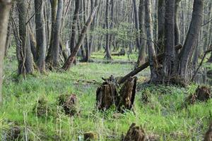 Fotografia zachytáva ochranné lesy v TML.