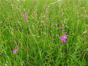 Gladiolus palustris na ploche.