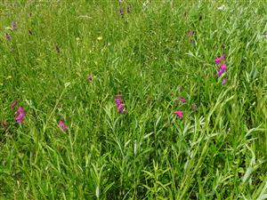 Gladiolus palustris v poraste Salix repens.