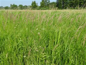 Porast Calamagrostis epigejos.