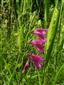 Súkvetie Gladiolus palustris.