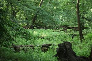 Fotografia zachytáva biotopy v TML.
