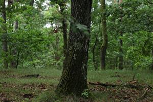 Fotografia zachytáva biotopy v TML.