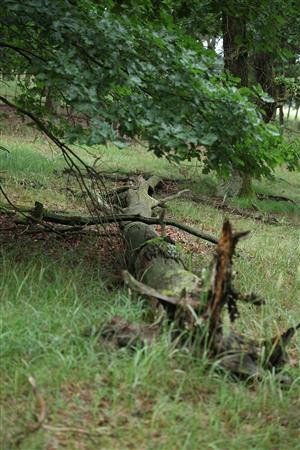 Biotopy Lucanus cervus na TML.