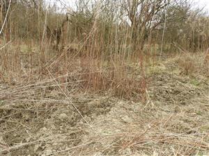 Porast Solidago gigantea a rozrytá zem od zveri.