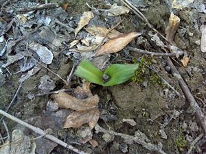 Ohryzená ružica Hiamntoglossum adriaticum od zveri.