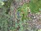 Teplomilné panónske dubové lesy (13.10.2014)