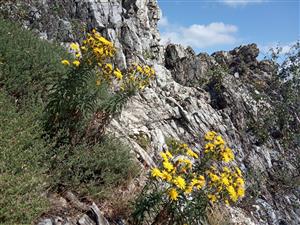 Hieracium umbellatum