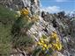 Hieracium umbellatum