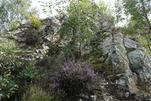 Kremencové skaly lomu zarastajú kyslomilnou vegetáciou s vresom