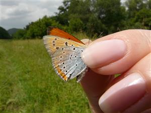 Lycaena dispar samec