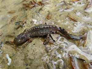 Triturus alpestris