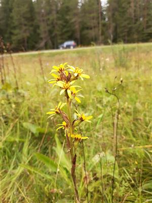 Ligularia sibirica