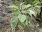 Pyrus nivalis