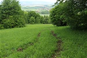 Narušenie vegetácie traktorom v malej miere nie je na škodu, pomôže klíčeniu semien Tephroseris