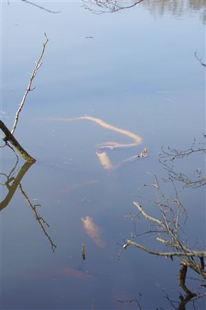 požerok