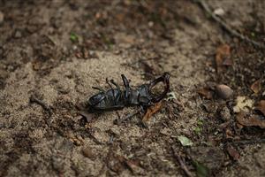 Odumreté imágo Lucanus cervus