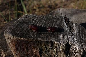 Odumreté imága Oryctes nasicornis