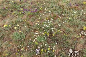 Thlaspi jankae v poraste Festucion valesiacae s Iris pumila, Tithymalus cyparissias