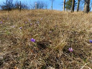 Pulsatilla grandis vo väčšom množstve vnútri oplôtku.