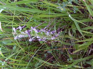 Kvitnúci exemplár Himantoglossum adriaticum.