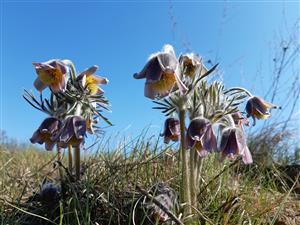 Pulsatilla pratensis subsp. hungarica
