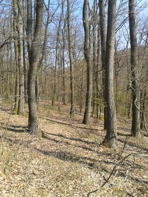 TML Hodrušská hornatina_TMP1