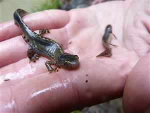 Triturus alpestris
