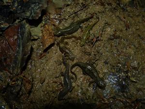 Triturus alpestris, triturus montadoni
