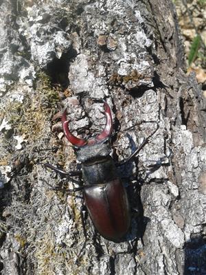 jedinec Lucanus cervus v TMP1