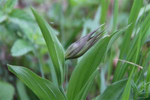 Drietoma, Žľaby. Kvetný puk C.calceolus