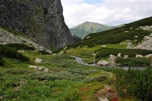 Pohlad na zmiesany porast so Salix helvetica a S. phylicipholia na dolnej hranici monitorovaneho biotopu